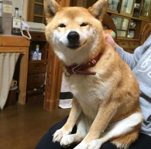 EveryBuddyLoves's tweet photo. Ayy lmao doggo https://t.co/TdEYE95p07