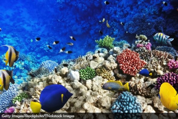 A new United Nations plan could help conserve more ocean habitat bit.ly/1UcxFED