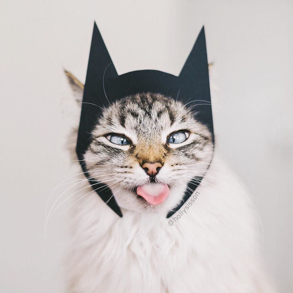 hollysisson's tweet photo. Finnegan says, “I am BatCat!” #BatmanVSuperman #framedfurryfaces
#toronto #cat #pet #Siber… https://t.co/lFWPbs9s7D https://t.co/3fU5kv48Li