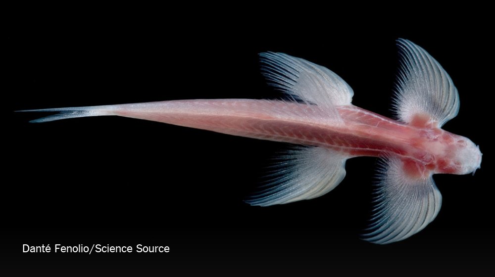 NYTScience's tweet photo. Not only can this fish walk like a creature on land, it has developed a full-blown pelvis https://t.co/chJ2ttHROn https://t.co/TvRDruoNK8