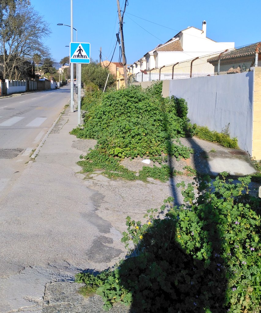 A_elmontajista's tweet photo. Malas hierbas @aytoalgeciras @jacintomunozma @ManuelCorreroG @jmdicenta @jilandaluce @Fernandosilval @InmaNietoC https://t.co/54U43N90pL