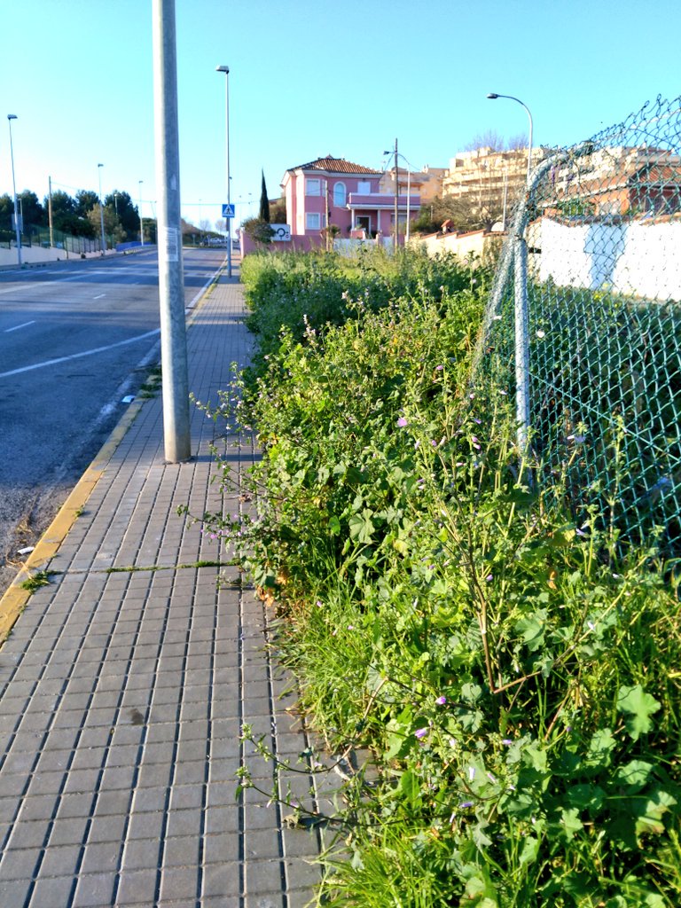 A_elmontajista's tweet photo. Malas hierbas @aytoalgeciras @jacintomunozma @ManuelCorreroG @jmdicenta @jilandaluce @Fernandosilval @InmaNietoC https://t.co/54U43N90pL