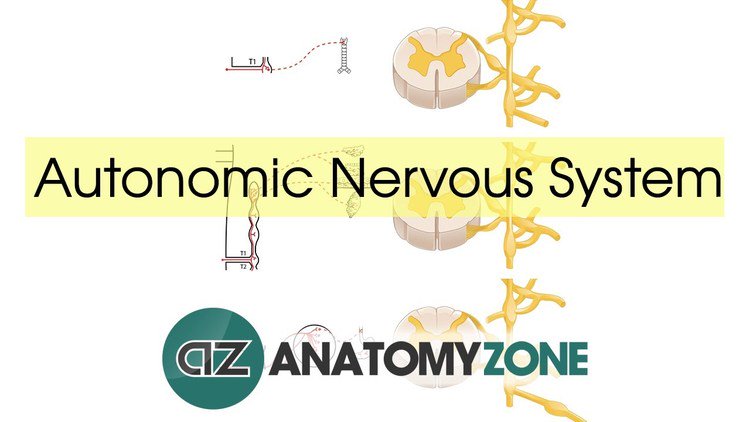 DrIsaacs's tweet photo. Autonomic Nervous System Introduction https://t.co/fFeyg4RBOd #Neurology #Anatomy https://t.co/qlajMJc5Ld