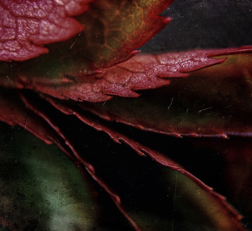 smartphotophone's tweet photo. Mexture of Macro Leaf #mextures #olloclip #iphoneography #iphoneonly #macro https://t.co/BwXHKfVudh