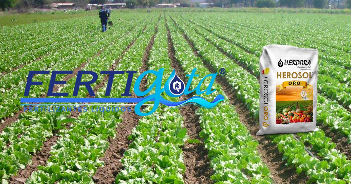 HerograGroup's tweet photo. Consiga el máximo rendimiento de su cosecha con #HEROSOL ORO y #FERTIGOTA https://t.co/Prp2YxmilJ https://t.co/7MV21ybR2u