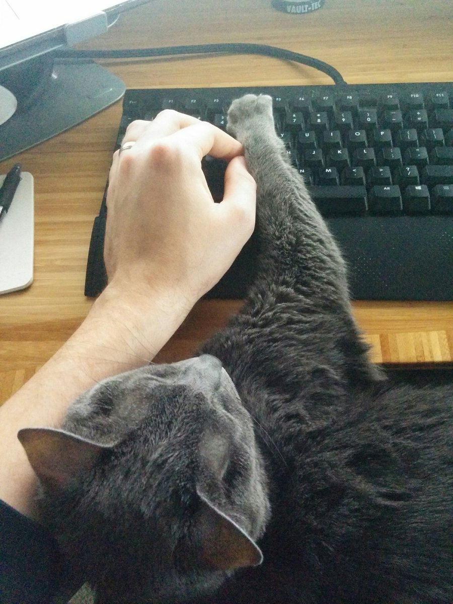 _ghosttoast's tweet photo. That escalated quickly. #keyboardkitty https://t.co/oKqi0aSS9R
