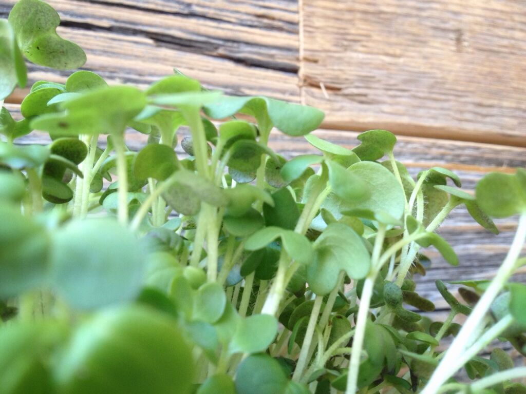 Lai Lieldienās būtu tuvāk dabai, TERRA no 25. līdz 28.martam dodas brīvdienās. Saulainus svētkus!