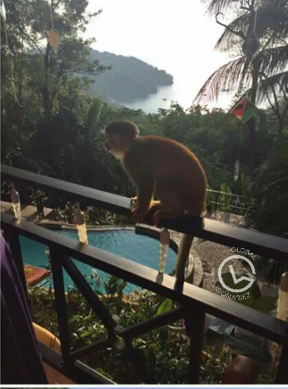 cryptopicasso's tweet photo. I think this monkey wants to learn how to #catchpips πππ
#forexlifestyle #unemployable #lifebydesign #entrepreneur https://t.co/YBSDI076Vu