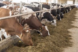 Boerderij tweet media
