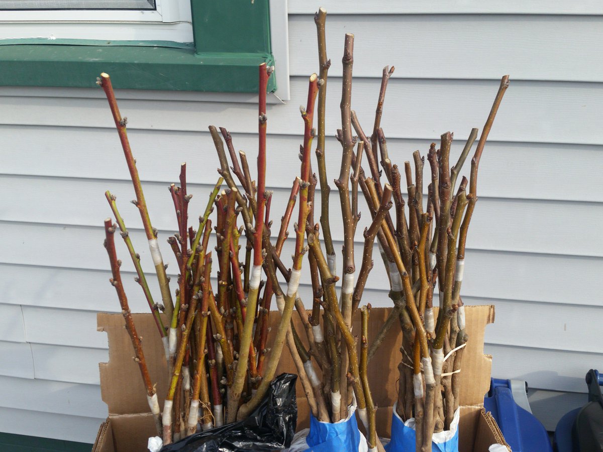 walnut_way's tweet image. This month, Blue Skies Landscaping Crew is learning fruit tree grafting. #growingskills
