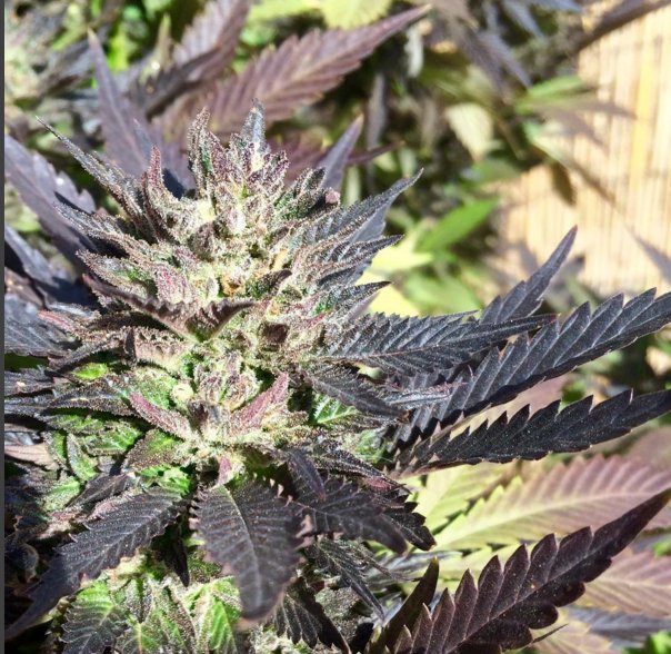 royalqueenseeds's tweet photo. Southern California Special Kush https://t.co/ELfwZOHqmL