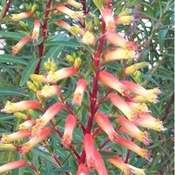 ePlantSource's tweet image. Cuphea micropetala: Hardy to USDA zone 7.

hubs.ly/H02pqy90 by @ePlantSource