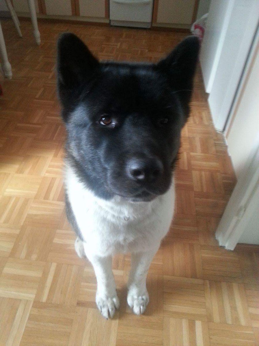 Cimrokh's tweet photo. Can i have some HE loots!!! #agentdog https://t.co/I6GXOdmPqw