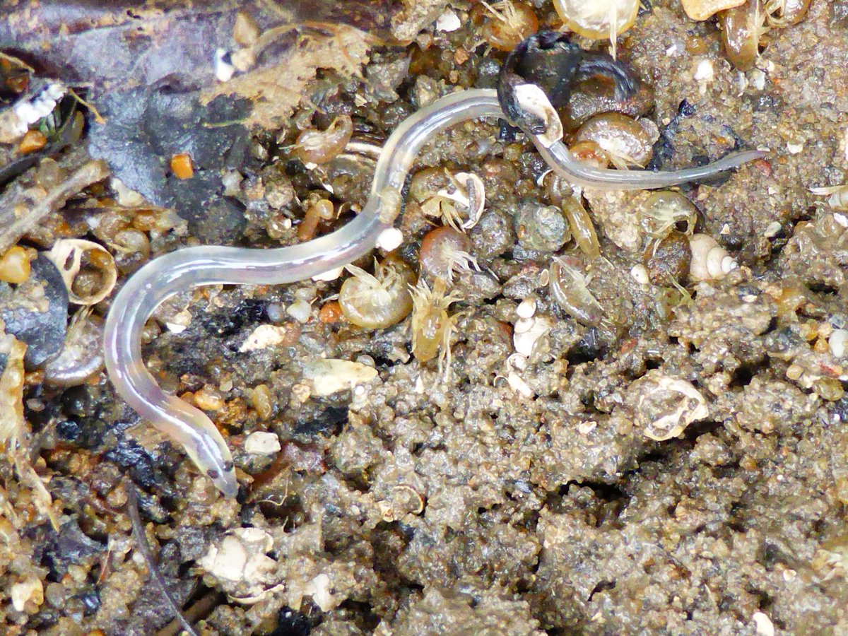 ZSLMarine's tweet photo. Beautiful early glass eel uncovered today on a citizen science foreshore outing in Putney @IFM_London @SEGandrewK https://t.co/RdyWhZlGE4