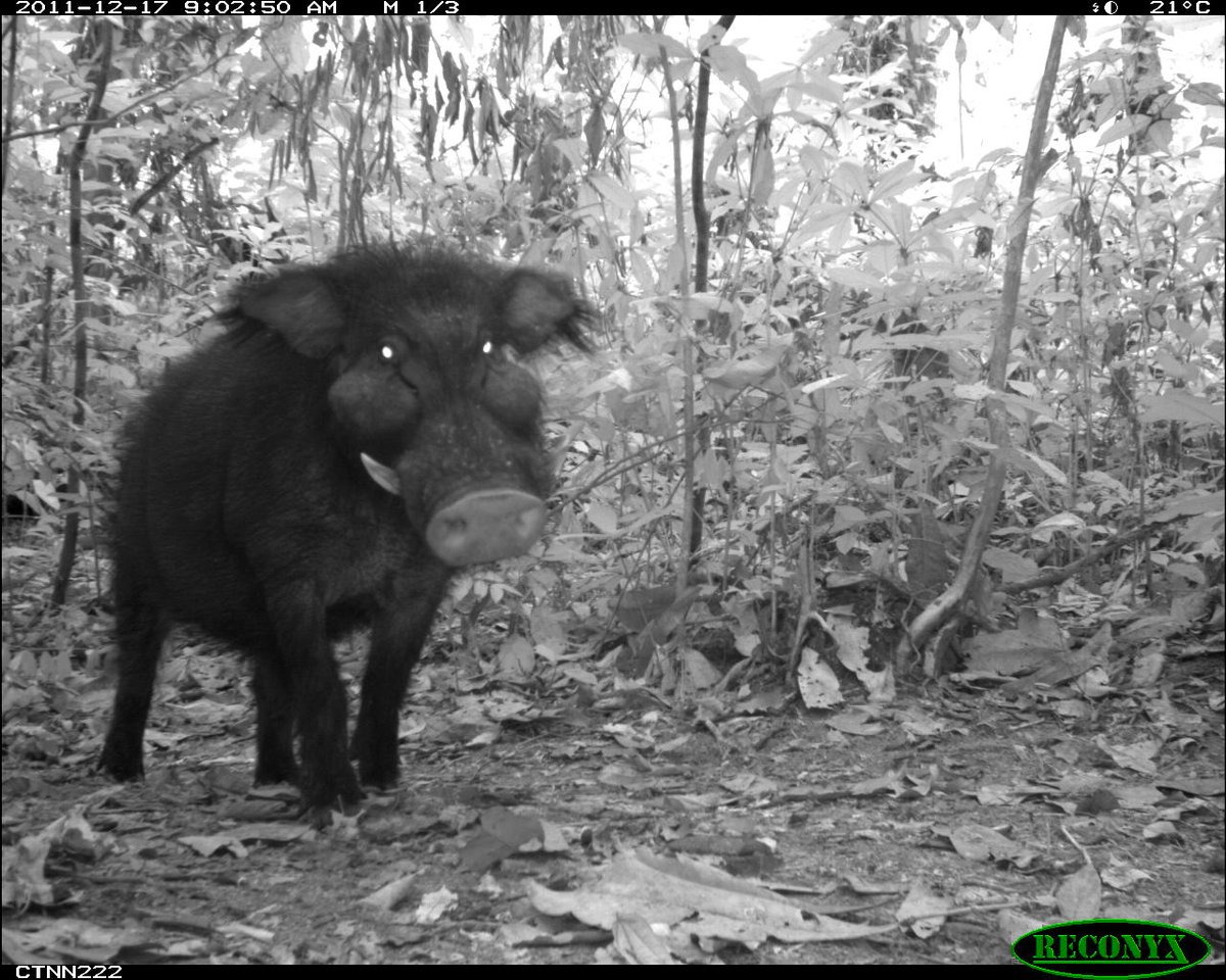 Who will win? Wolf of the Tundra vs. Giant Forest Hog!! #2016MMM. Our money is on the Giant Forest Hog seen here!