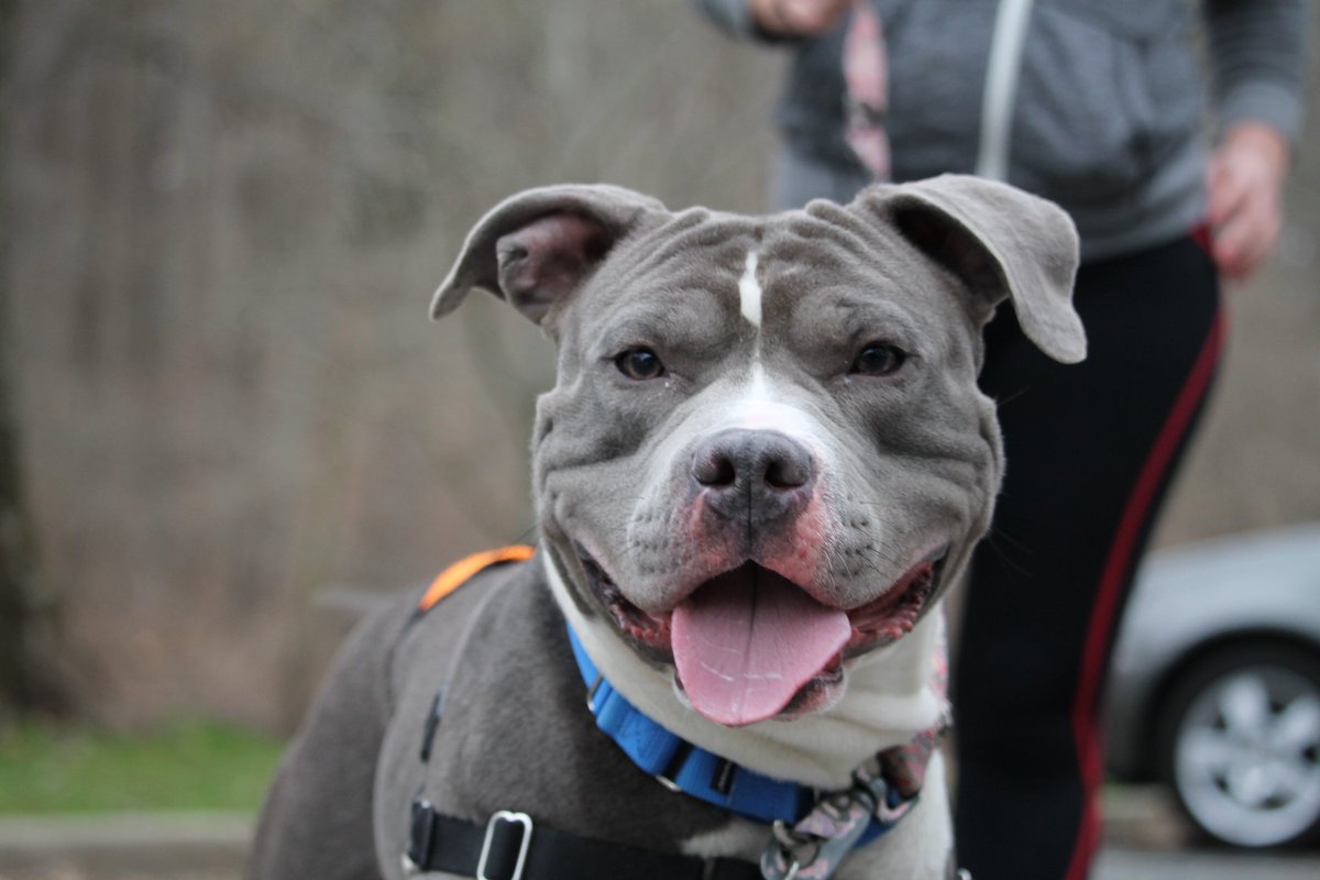 HumaneRescue's tweet photo. Meet our Pet of the Week, Titus! He's handsome, smart, and super talented. Adopt him today! https://t.co/Y57Rldbk8c https://t.co/AnHk1aRPvG