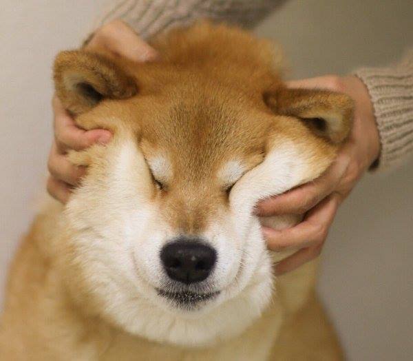 Imgur On Twitter Much Squish Very Cheeks Wow So Fluff T 