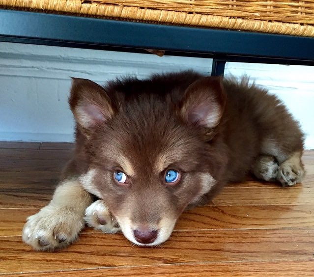 ️ (@puppiesbot) on Twitter photo 