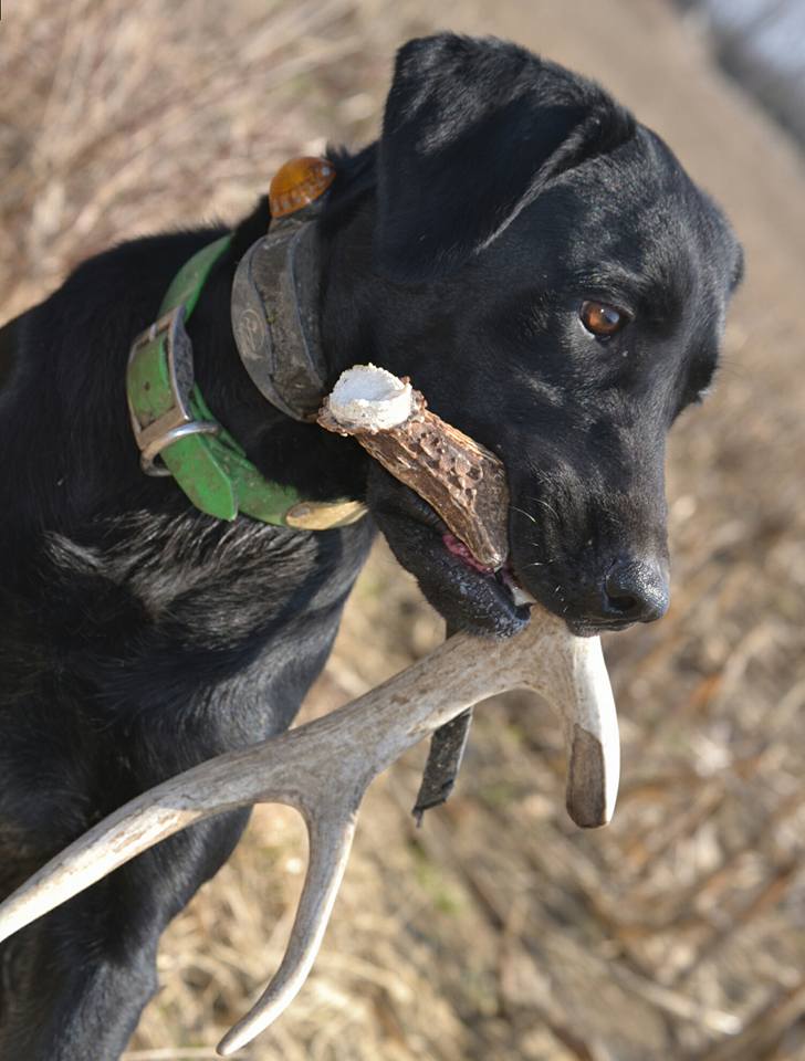 SportDOG Brand tweet media