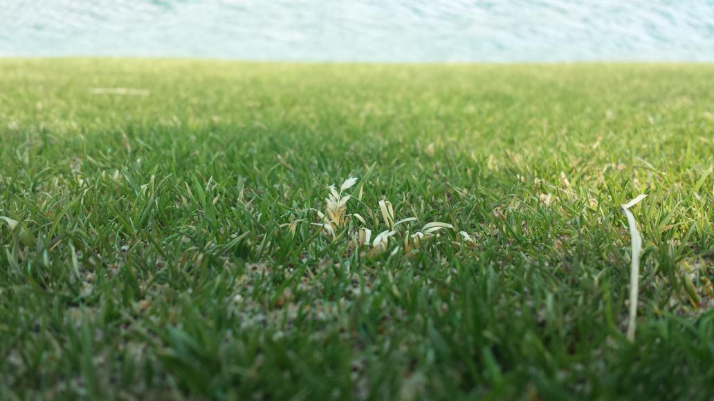 aaronGCSWF13's tweet photo. Crawling under the covers... love to see little specs of this... and the seedhead!!!#wildflowergolfcourse https://t.co/N14gzDNvli