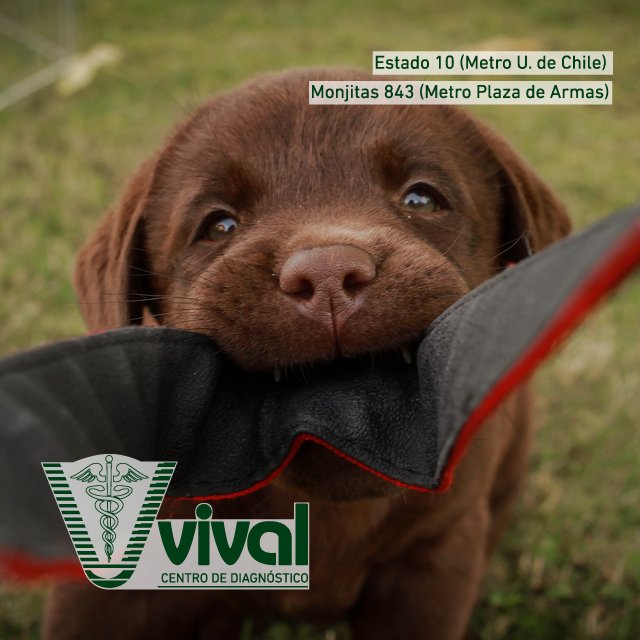 vivalchile's tweet photo. #SabíasQue Tener una #Mascota en casa ayuda a que tu familia fortalezca su sistema inmunológico #Salud https://t.co/3F5AR6BO0s