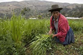 los derechos de tenencia inadecuados de los recursos naturales a menudo resulta en la pobreza extrema y el hambre!