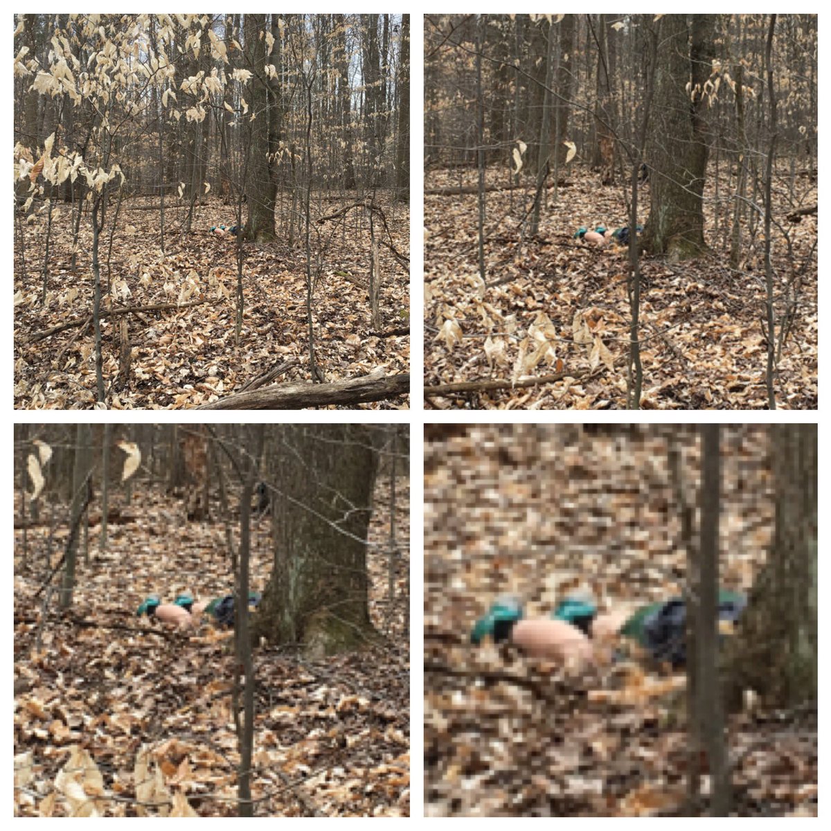 STVMGirlsLAX's tweet photo. Try to find Rhiannon. #CVNP #Thicket https://t.co/1PlJYaOzmY