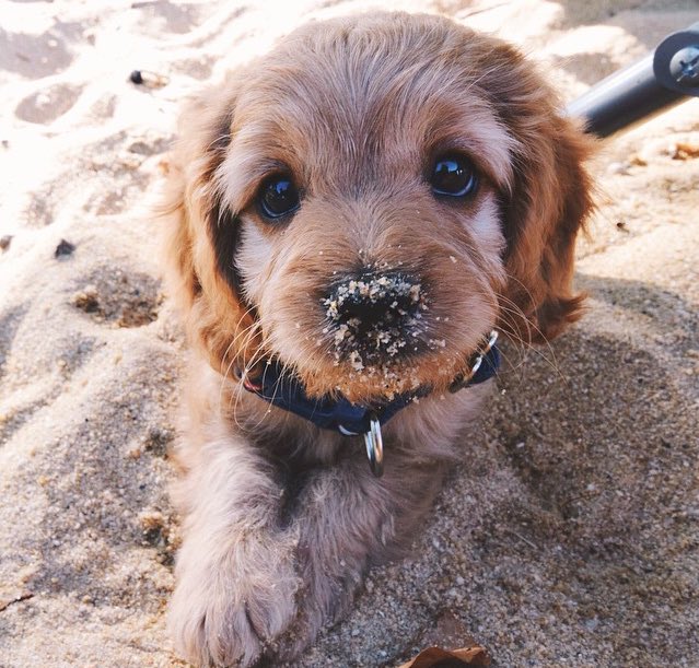 ️ (@puppiesbot) on Twitter photo 