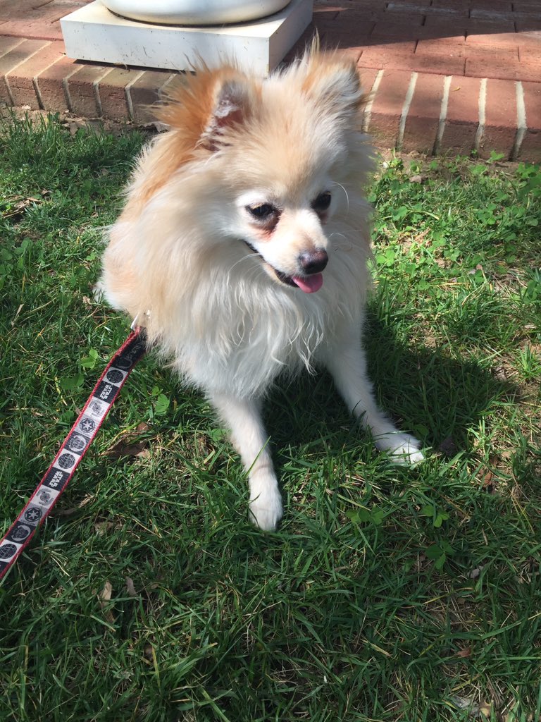 OperaCarolina's tweet photo. We are hanging out with @LizCaballero's puppy Schumie @wdav today #operapup https://t.co/MLkvoa9Jov