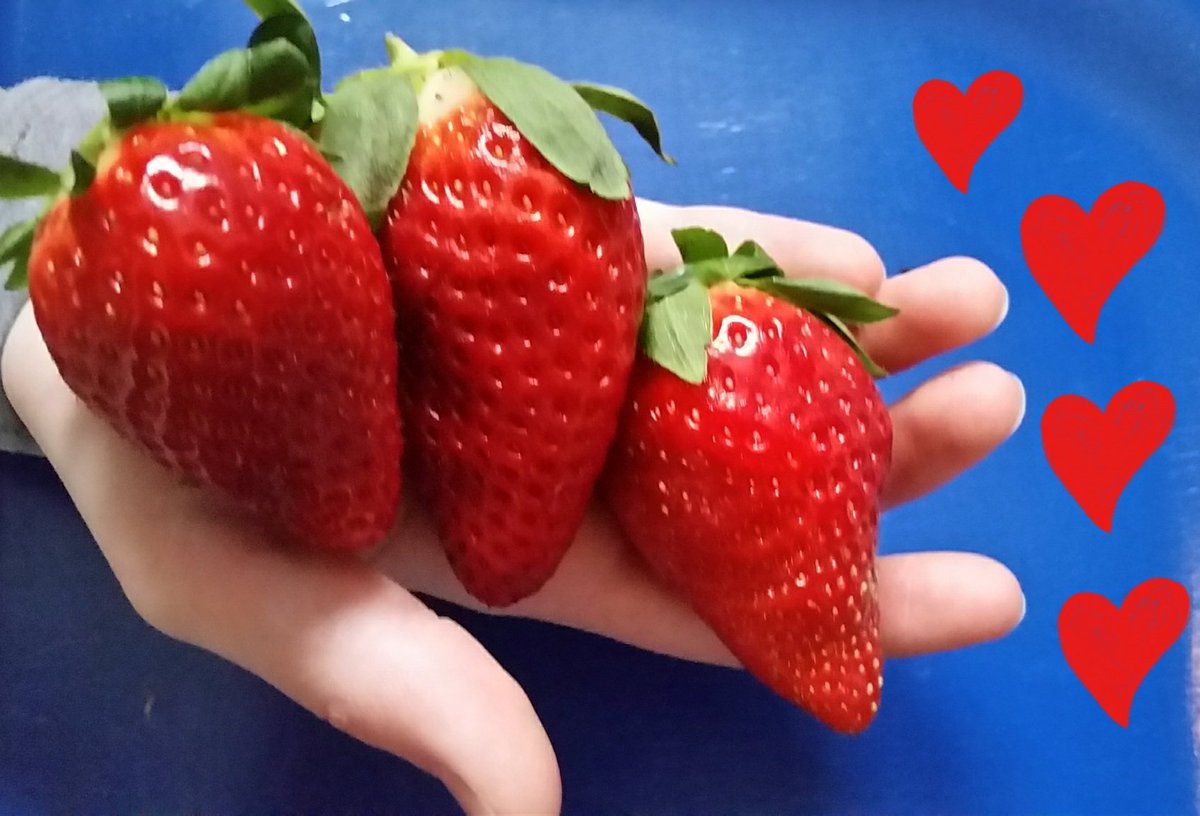 UhligCorinna's tweet photo. #fruits #fruit #frutas #fresh #fruity #frukter #healthy #strawberrylove #love #fruitarian #snack #vegan #veganfood https://t.co/zQQ4xgOb1P