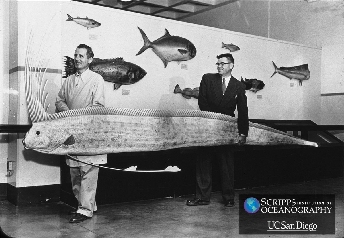 Scripps_Ocean's tweet photo. Ichthyologist Carl Leavitt Hubbs (right) and colleague display a giant oarfish in 1968. #TBT https://t.co/07IjUfDP4h