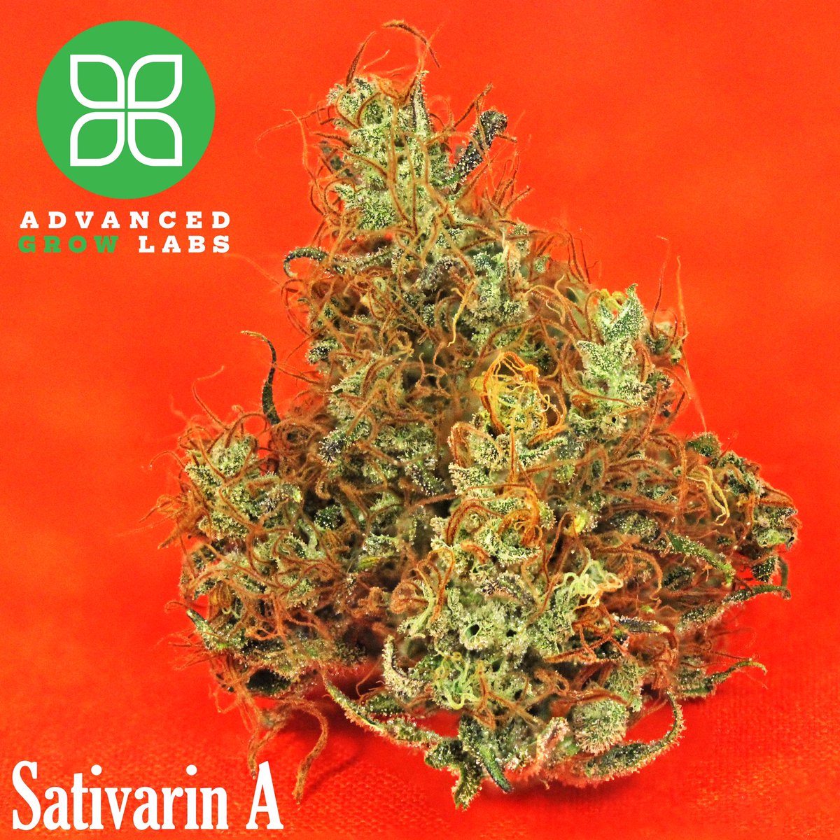 agl_ct's tweet photo. Sativarin A 20 flower is now available in 3.5 grams and has a great color scheme.#AGL #AdvancedGrowLabs https://t.co/ola07hXwMl