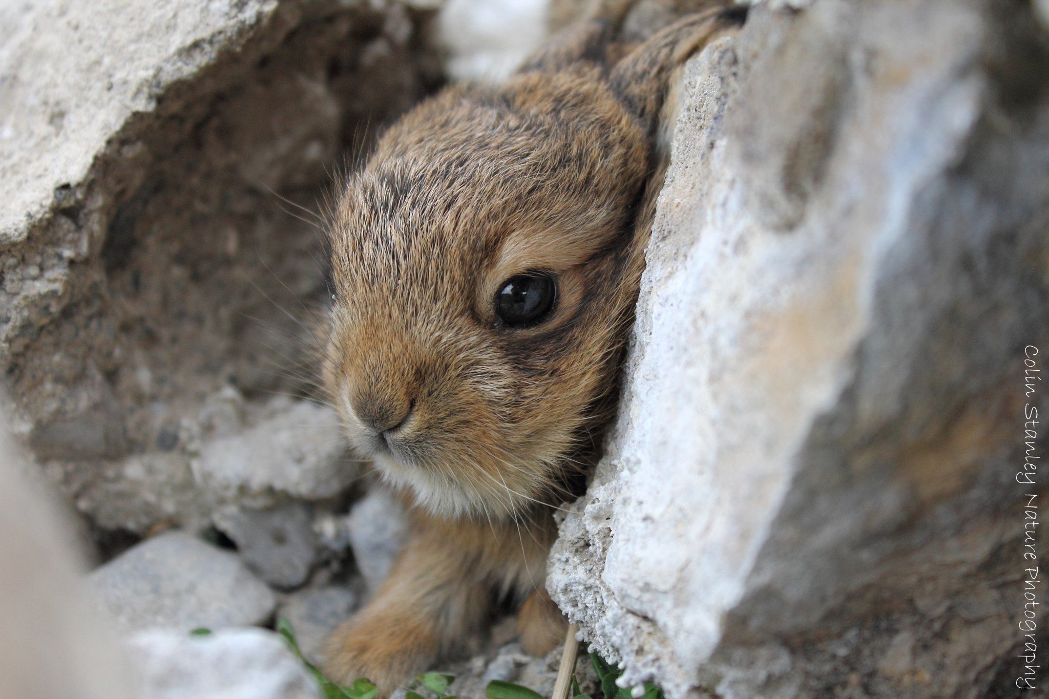 Colin Stanley on Twitter "More Irish hare leveret images from Rock of