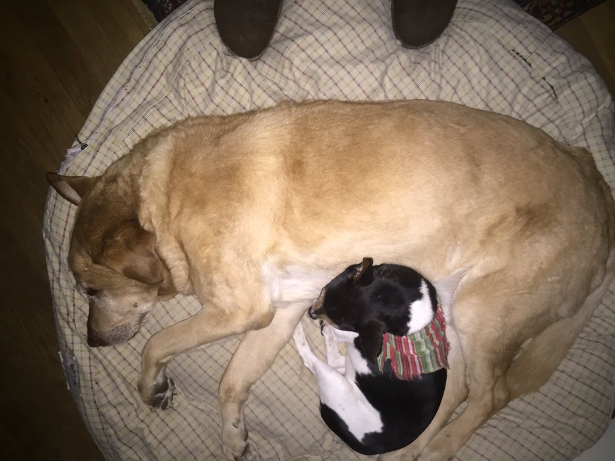 TKWUBBA's tweet photo. @Salvato231Janet @biga614 #KongWubba loves #cats playing w/#KongWubba #DogToys #beavan #yinyang https://t.co/xYd8IZB2iP