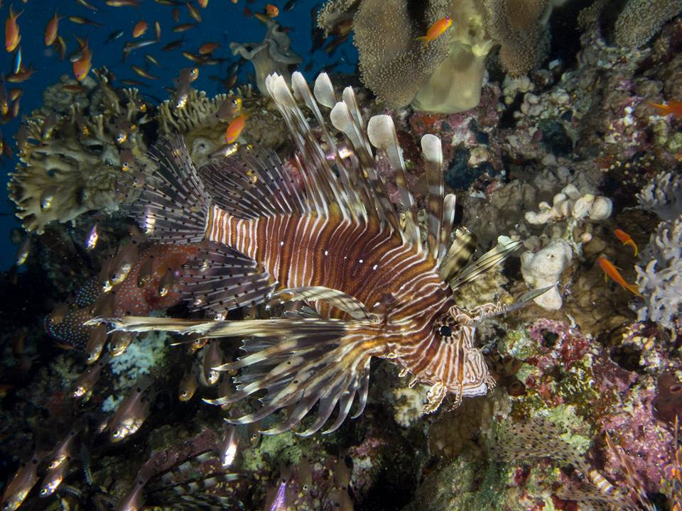 Suny Diving Travel (sunyvictoria) Twitter