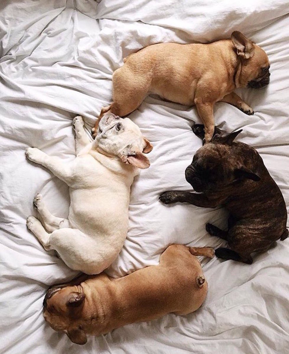 Frenchie_rescue's tweet photo. #sleeptight and #cuddle one another even tighter every #Frenchie β€οΈπΎπΆ we #love you all xxx #FBNROSA #longweekend https://t.co/AABVlAGIaX