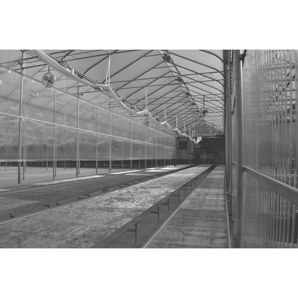 TantalusLabs's tweet photo. Rolling Benches Let Us Maximize Space and Increase Efficiency #BuildingAGreenhouse #Sungro… https://t.co/8WFFUlNVaB https://t.co/6djQJuozid