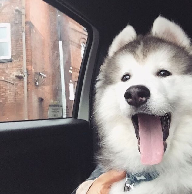 ️ (@puppiesbot) on Twitter photo 