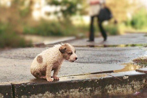 isaacBIOvega's tweet photo. #DoNotBuyAdopt 😿💔
Muchos seres esperan y NECESITAN tu AYUDA
🆘 El mayor problema es la indiferencia #NoCompresAdopta https://t.co/Cyq03NCI93