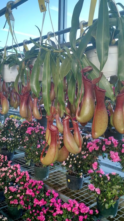 Bio-inspiration! A member of the SLIPSter team found these beautiful pitcher plants last week. What's inspires you?