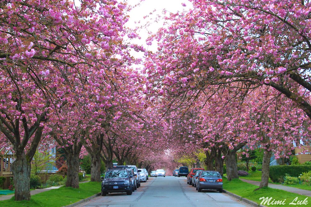 CoachM2Inspire's tweet photo. Happy Thursday! Wishing you all a fantastic day with this gorgeous cherry blossom tree tunnel! πΈ #VancouverinSpring https://t.co/54IhvXS0iC