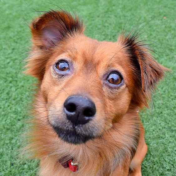 hssv's tweet photo. Free spay/neuter for #SanJose dogs? Saturday?Home Depot?You have questions, we have answers. https://t.co/GcOp1DSqDx https://t.co/8zrXKsvKji