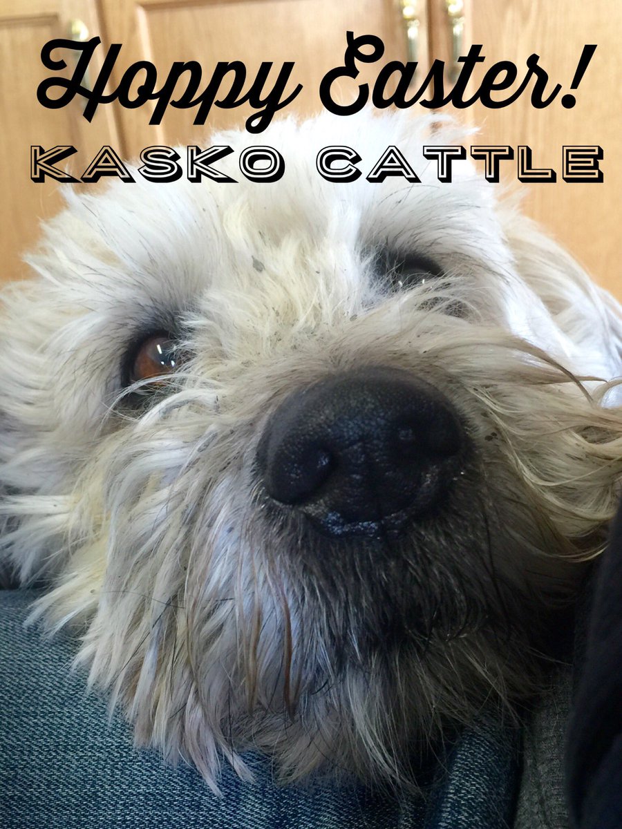 Kasko Cattle Co. tweet media