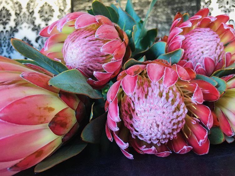 GarnishDesign's tweet photo. Oh Protea, how we love you and your vibrant colors! 
#floristlife #pittsburghflorist #delightinthedetails #garnish https://t.co/SKLy2vkLfW