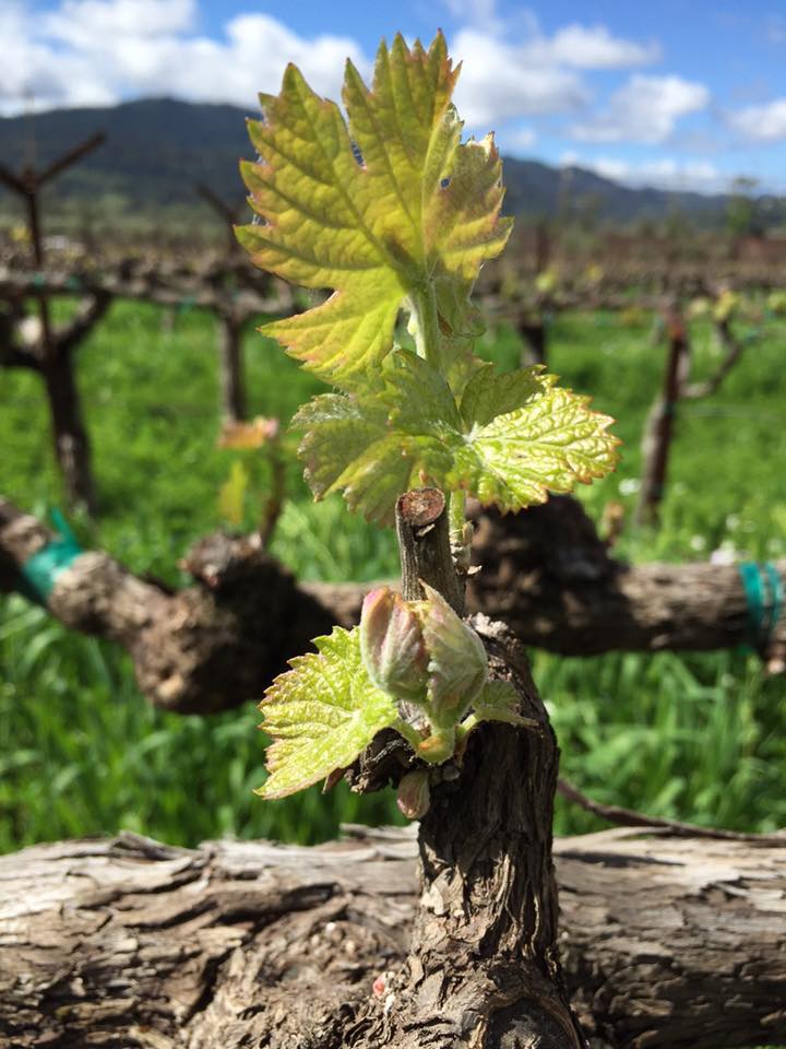 'Bud Break' has arrived here at #DavisEstates. #NapaValleyWine