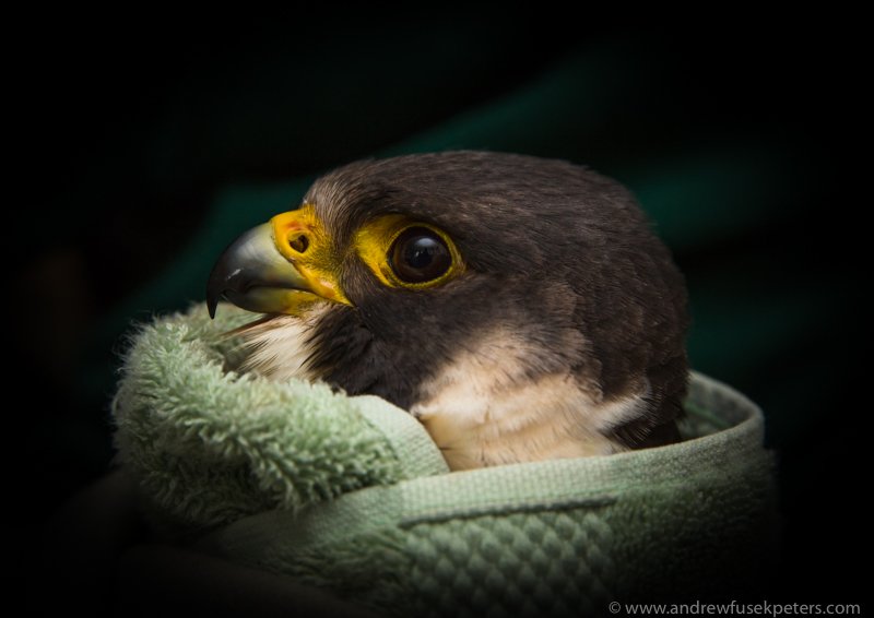 2peters's tweet photo. young peregrine rescued from cliff wiremesh by firefighters doing well @cuanwildlife @Arden_House @ShropshireWay https://t.co/w9R3cZ655t