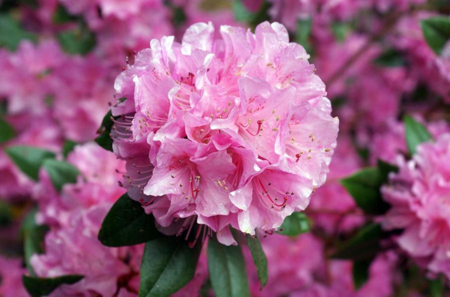 Cuidados de azaleas. Aprende a cultivar tus propias azaleas ==> goo.gl/ET7VnU