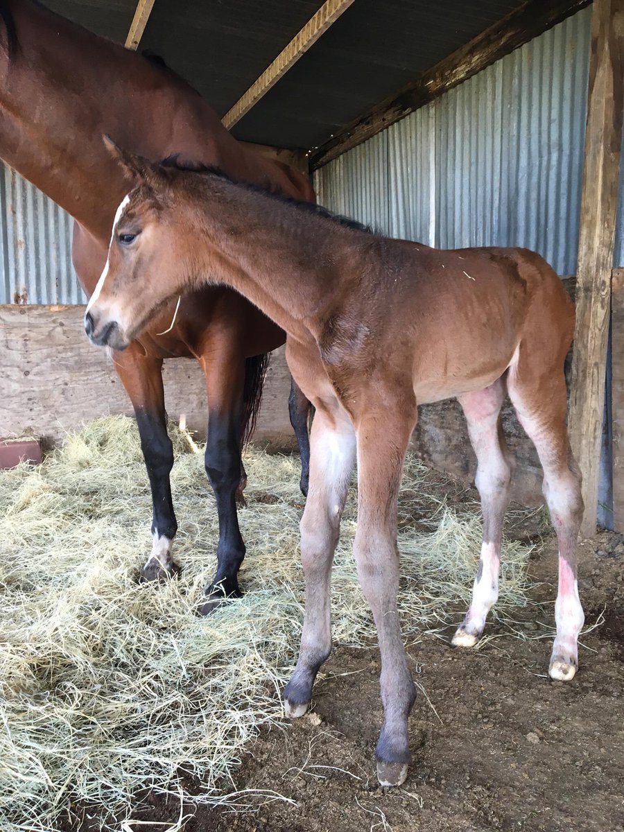 krhenry2486's tweet photo. Meet the new addition to Scattered Oaks Farm! She is only a few hours old #horses #equestrian #SOF #barnlife https://t.co/BnrSsQFK63