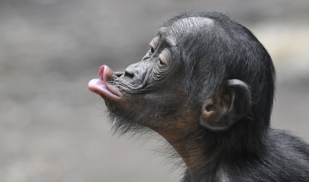 VGouwy's tweet photo. Bericht aan de menselijke evolutie: meer bonobo en minder chimpansee! https://t.co/EwXJiJOgbE