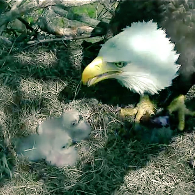 theSnapCat's tweet photo. Took my own advice &amp; watched the baby eaglets for a mood boost. Worked. Mama was feeding them #aw #dceaglecam https://t.co/8Upm2hNIip